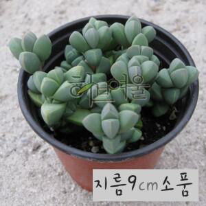 [허브여울다육] 벽어연 지름 9cm 소품화분