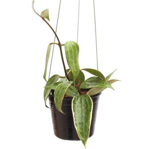 호야 마크로필라 행잉플랜트 실내공기정화식물