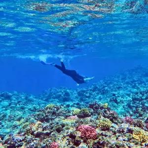 [사이판] 이스트베이 스노클링&프리다이빙 투어