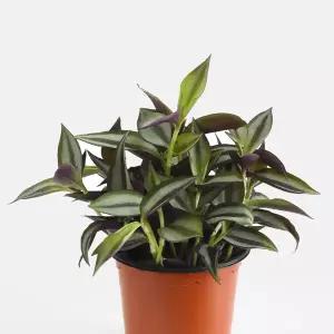 마이플랜트 제브리나 소형 2개 관엽식물 무늬 얼룩 자주 달개비 공기정화식물