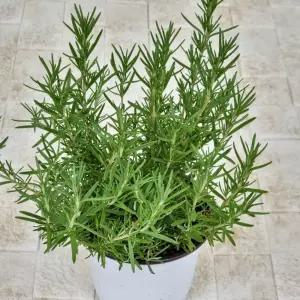 향기나는 로즈 마리 키우기 쉬운 허브 화분 식물 중품