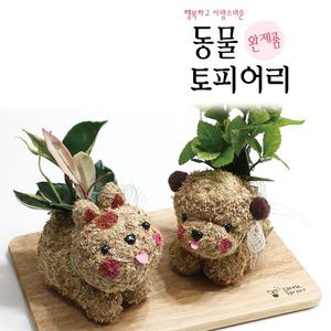 토피어리50종/화분/공기정화/가습효과/인테리어/개업