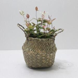 [QN3514V9_56]바구니 음지식물 인테리어식물 공기정화