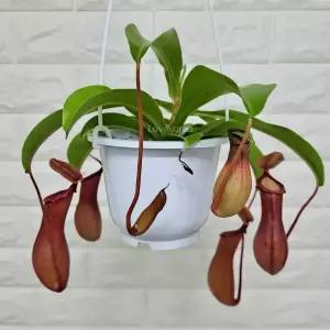 네펜데스 식충식물 네펜데스키우기 벌레잡이식물