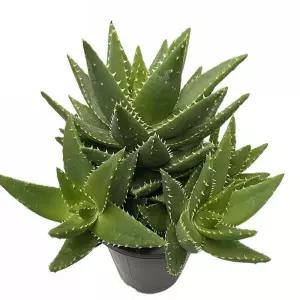 베하몰 실내 화초 용산 다육 선인장 36cm/인테리어용식물/장식용식물/식물화분/공기정화식물/실내화초/실내