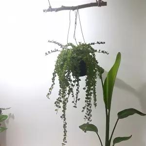 밀레니엄하트 녹색 공기정화식물 공기 정화 식물 원예 가드닝 실내 재배 화분 화초 인테리어