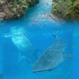 [패스트트랙] 세부 오슬롭 고래상어 캐녀닝  모알보알 호핑 (조인단독 공항픽업무료)