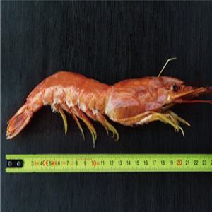 홍새우 1kg(22~25마리)/아르헨티나산/총알배송