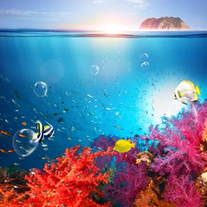 [제주] 타크라다이빙 / 제주도 서귀포 스쿠버다이빙