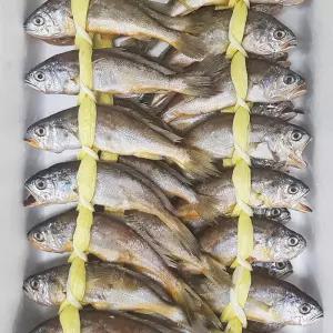 영광 법성포 굴비 총40미 가정용 2.4kg이상