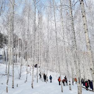 [강원] 눈꽃여행 - 인제 원대리 자작나무숲과 홍천 수타사 산소길 당일