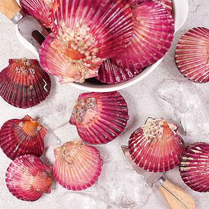 (바다수산) 통영 싱싱한 홍가리비1kg(1인분)25미내외