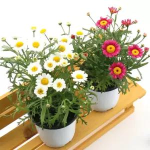 목마가렛(포트)(색상랜덤)