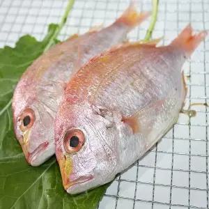 [고씨네수산]도미 제주 황도미 생물 손질 크기별(급냉)