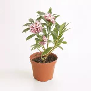 갑조네 천리향 외목대 소품 공기정화식물 꽃 화분 인테리어