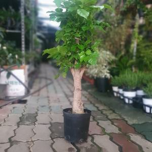 찐목대 녹보수 중대품 60~80cm 199