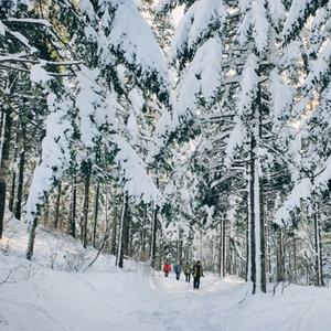 [강원] 대관령 국민의 숲 눈꽃트래킹 당일
