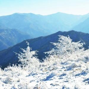 [전북] 리무진버스 - 지리산 바래봉 눈꽃 트래킹(중식포함) 당일