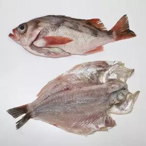 [고씨네수산]볼락 제주도 자연산 볼락 뽈락 /손질 및 반건조(급냉))