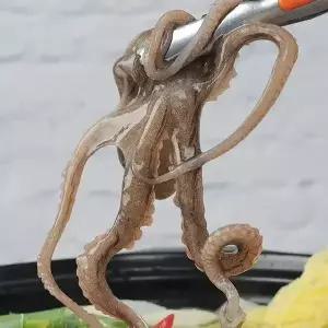 수락수산 뻘에서 잡은 목포 산낙지(소)5미(미당60~80g내외)