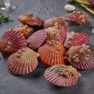 통영 제철 홍가리비 1kg 17미 내외 당일조업 국내산 비단가리비 조개구이 버터구이 조개탕 술찜 캠핑 바베큐