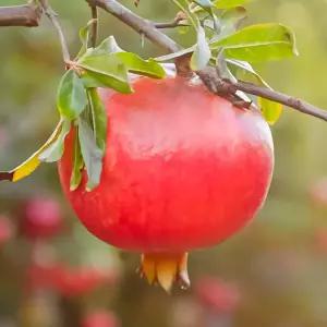 [충북농원] 슈퍼왕석류 석류나무 묘목 - 2~3년생/삽목묘