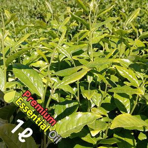 J016 티트리 1L (Tea Tree Essential Oil) 천연에센셜 오일 원액 아로마