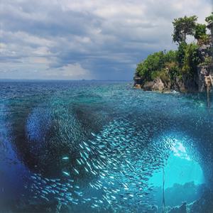 [보홀] 스타인 나팔링 & 히낙다난동굴 스노클링 (픽업드랍, 열대어,정어리떼, 프리다이빙,히든스팟)