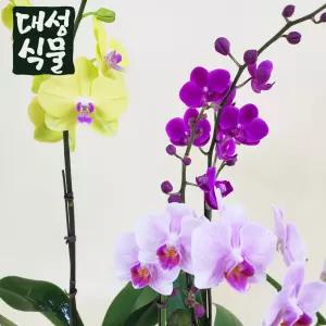 호접란 호접난 핑크 쌍대 만천홍 식재상품 선물 거실화분 개업선물 꽃 축하선물 대성식물