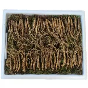 천생삼 산양산삼 못난이 파지삼 4-5년근 50뿌리 산삼 산양삼 장뇌삼
