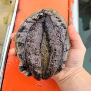 진도 활전복 1kg (특대) 8-9미/ 생미역 다시마 먹여 싱싱한