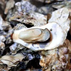 미각기행 통영 석화(각굴) 5kg