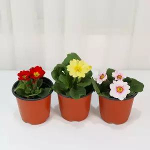 갑조네 쥬리안 프리뮬러(랜덤)(소품) 인테리어 꽃모종 앵초꽃 겨울꽃