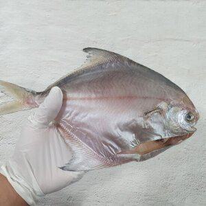 목포 반건조병어 3미(21cm내외크기) 저온건조로 맛을 살린