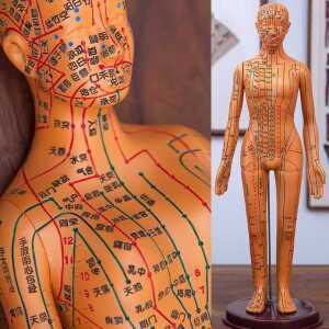 혈자리 인형 한의학 모형 교육 인체 한방 연습 전신 근골격