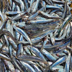 남해 바다 보물섬 해녀 언니네 손질 급냉 생멸치 500g 구이용 쌈밥멸치