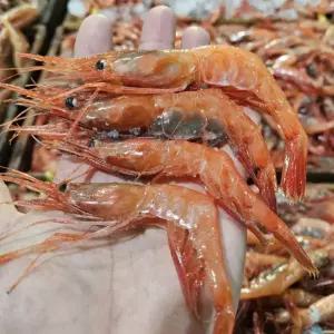 싱싱햇 급냉 새우 단새우 단새우회 1kg