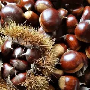 햇 밤 1KG 충남 공주 정안 햇밤 알밤 생밤 옥광밤 칼집 중 대