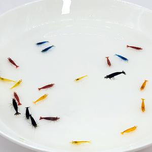 최상급 믹스색상 새우 10마리 관상용 어항 수초 이끼청소 생이새우