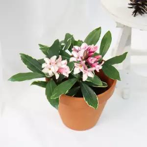 갑조네 천리향 소품 공기정화식물 꽃 화분 인테리어