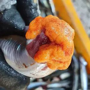 제철 양미리 알배기 구이 암수혼합