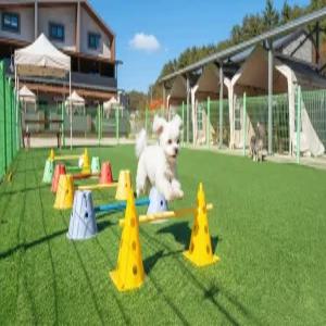 [강원/강릉] 강릉 나인원 애견펜션 (해수욕장/포레스트뷰(산)/커플/개별바베큐/독채/바베큐장/애견/복층/테라스/단체/주차장/가족/흡연구역(지정장소)/애견운동장)