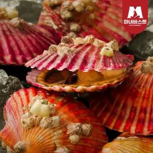 [마녀바스켓] 국내산 통영 제철 홍가리비 1kg (20-25미 내외)