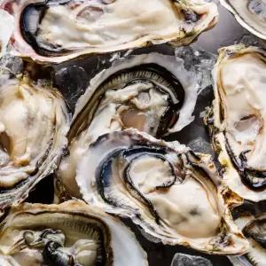 고압세척 통영 산지 석화 5kg 10kg 굴구이 굴찜 무침 전