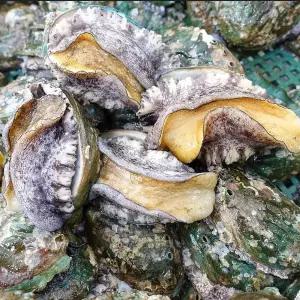 완도전복 11~13미 1kg - 참전복 대사이즈