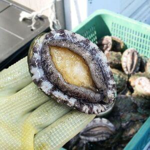 [NS홈쇼핑]제철 완도 전복 1kg(21-23미)[35046720]