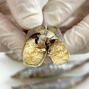 [JHQMPR0Q_52EO]열빙어 생선구이 시사모 110gx5x24 4L