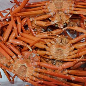 동해안의 붉은 보석! vip 붉은대게 (몸통80%, 다리90%이상) 5-8미 자숙후 4kg 이상