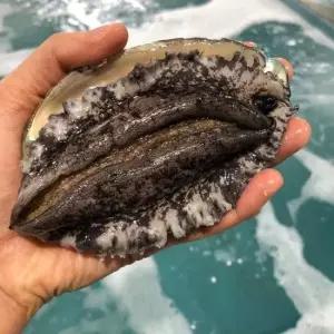 국내산 완도 전복 활전복 왕특대 1kg (8미~9미) 산소포장 세척솔 증정/완도산전복