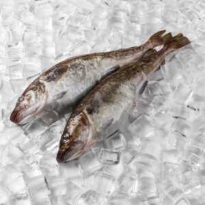 동해안 생물 생 대구 지리 탕 찜 3kg